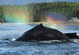 Photo of humpback whale with glimmering mist copy